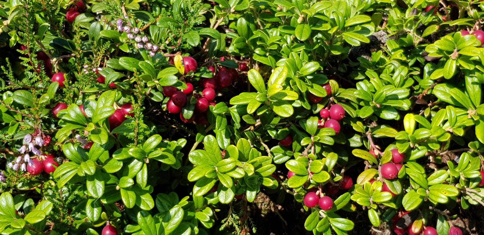 IMG-20180909-WA0017.jpg - 10367805.1 IMG-20180909-WA0017.jpg - 10367805.1