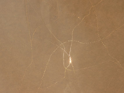 25.tag4 - 1319584.1 25.tag4 - 1319584.1